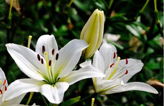百合花放在室内有毒吗,花香导致失眠、恶心,烦乱(无毒)