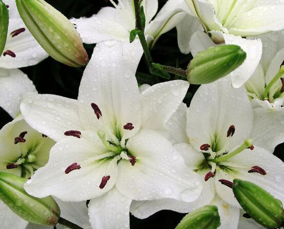 百合花放在室内有毒吗,花香导致失眠、恶心,烦乱(无毒)