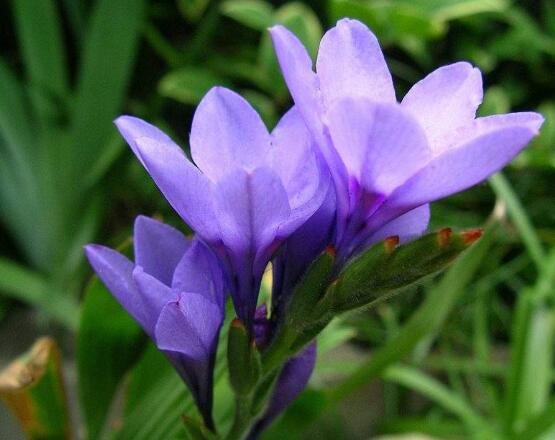 百合花放在室内有毒吗,花香导致失眠、恶心,烦乱(无毒)