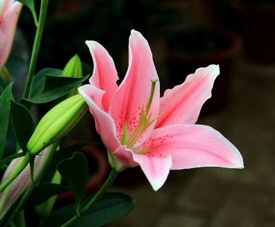 百合花放在室内有毒吗,花香导致失眠、恶心,烦乱(无毒)
