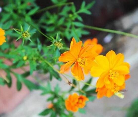 紫罗兰花语,代表着纯洁的爱、永恒的美、高尚的美德