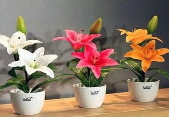 百合花盆栽的养殖方法,老农教你最简单六种基本养殖方法