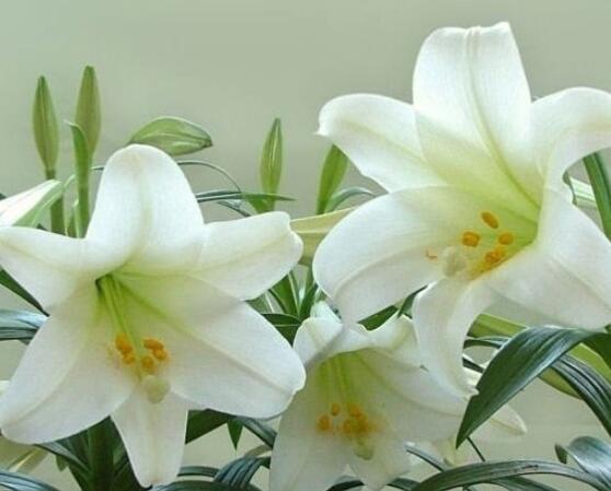 百合花盆栽的养殖方法,老农教你最简单六种基本养殖方法