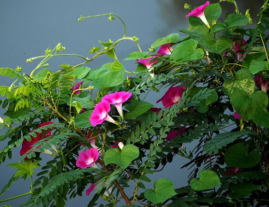 打碗花与牵牛花的区别,教你三种区别方法(株型/生长习性/价值)