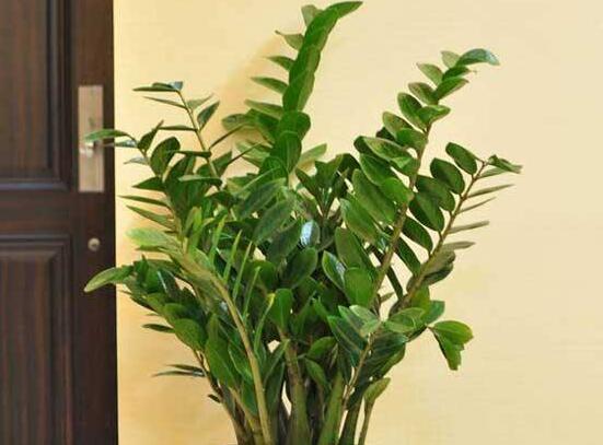 怎样种植金钱树,择健康种子、合适的花盆以及盆土