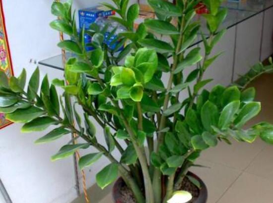 怎样种植金钱树,择健康种子、合适的花盆以及盆土