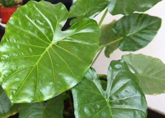 滴水观音盆栽注意事项,不可接触汁液、茎干、合理的养护