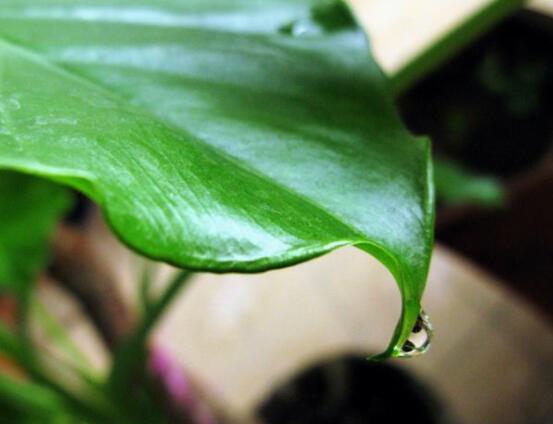 滴水观音盆栽注意事项，不可接触汁液、茎干、合理的养护