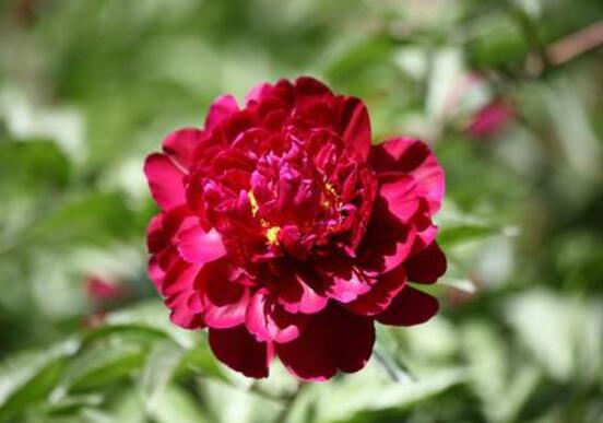黑芍药花功效及作用,护肤养颜、养肝护肝、缓解疲劳