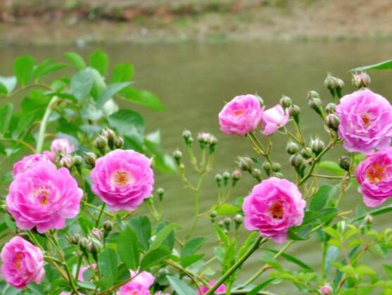 蔷薇花怎么牵引爬墙,固定好主枝、延伸修剪后新枝条