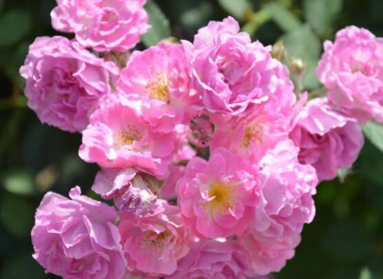 蔷薇花怎么牵引爬墙,固定好主枝、延伸修剪后新枝条