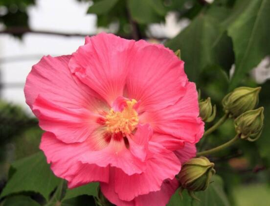 芙蓉花的花语和传说，代表着脱俗持久、高洁之士、纤细之美
