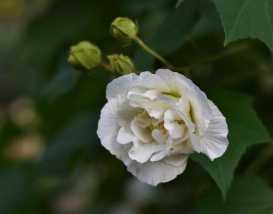 芙蓉花的花语和传说，代表着脱俗持久、高洁之士、纤细之美