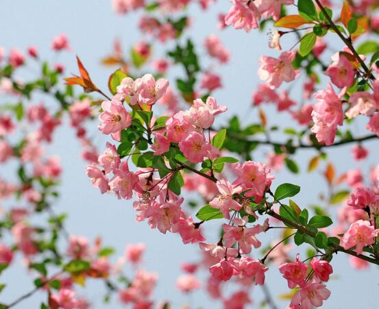 家里为什么不能养海棠花,迷信断肠花传说/忌干花养殖(财运不济)