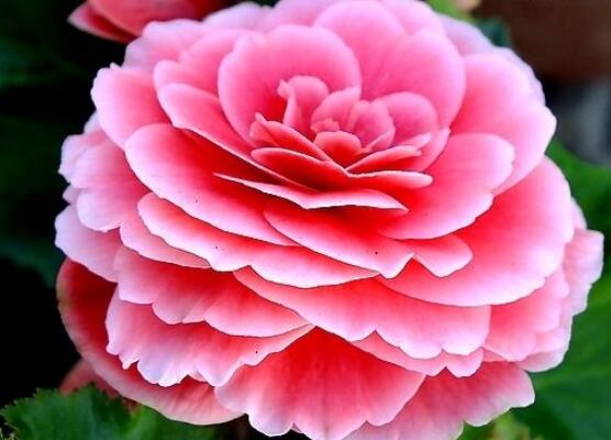 家里为什么不能养海棠花,迷信断肠花传说/忌干花养殖(财运不济)