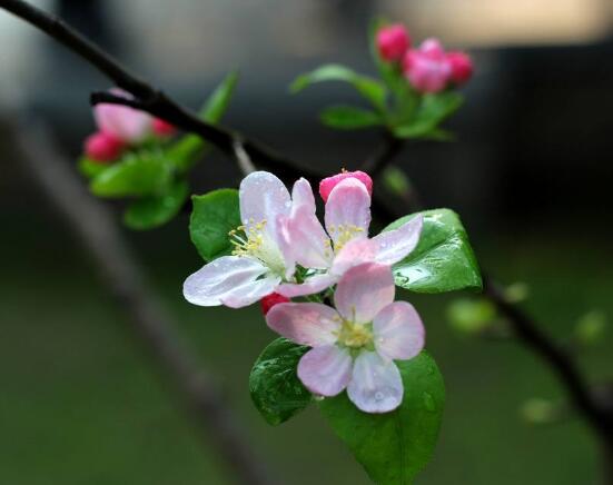 家里为什么不能养海棠花，迷信断肠花传说/忌干花养殖(财运不济)