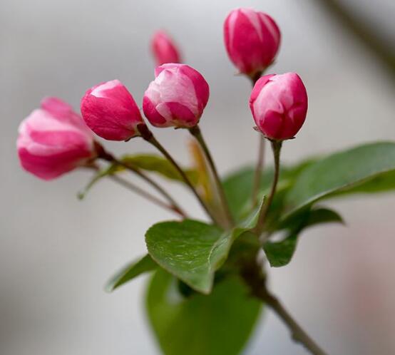 家里为什么不能养海棠花，迷信断肠花传说/忌干花养殖(财运不济)