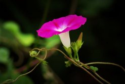 种牵牛花风水好不好，种在家里容易招灾