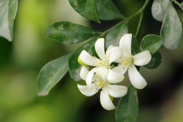 九里香花的功效与作用，药用价值最为关键