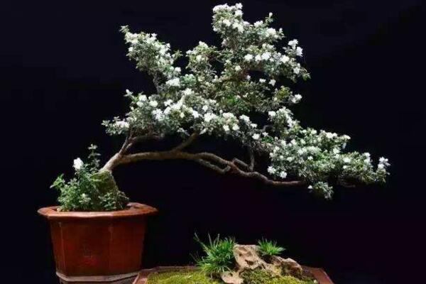 盆栽六月雪不吉利吗,六月雪放在家里对风水没有影响