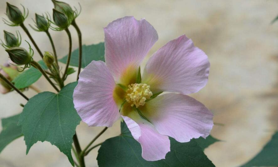 芙蓉花怎么修剪，春天和秋天剪是最好的