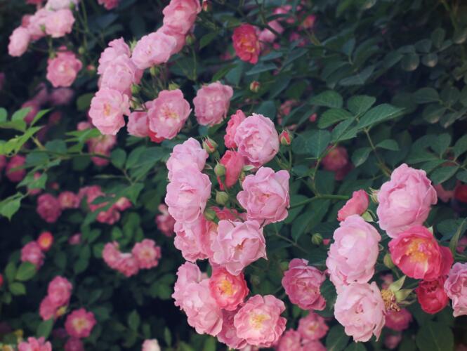 蔷薇花的功效和作用，清热祛暑又和胃