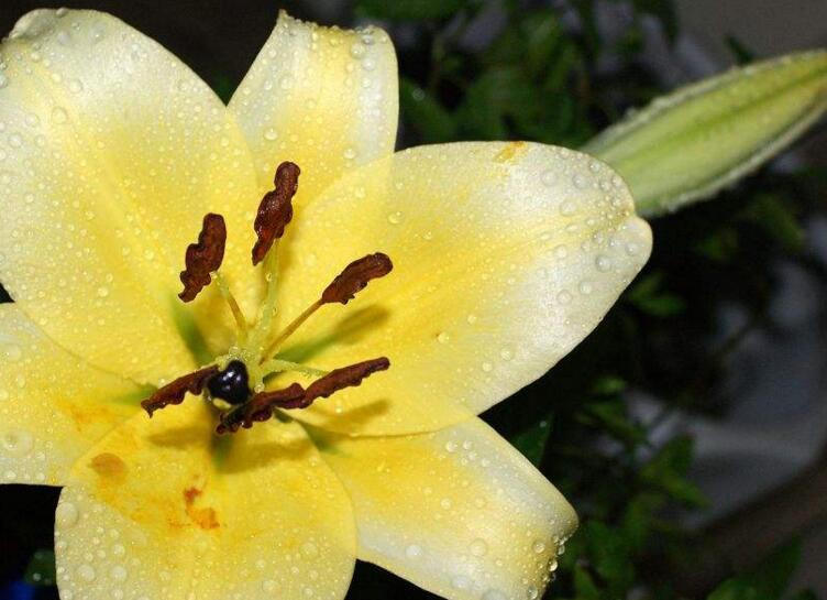 百合花的花语和寓意,不同颜色的寓意和花语都不同