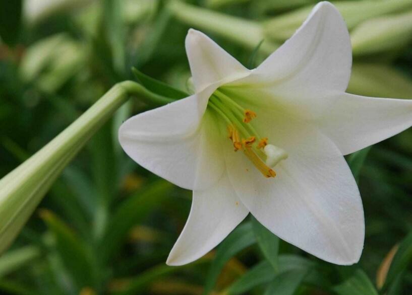 百合花的花语和寓意，不同颜色的寓意和花语都不同