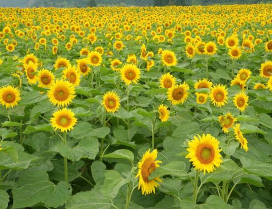 向日葵代表什么意思,代表着太阳、沉默的爱(不同朵数不同意义)