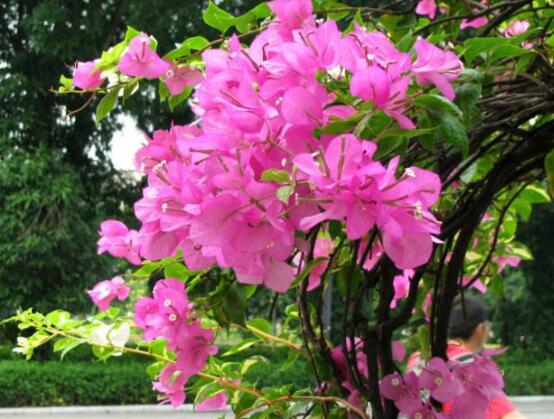 三角梅的养护,教你两种简单养护方法(花期前和花期后)