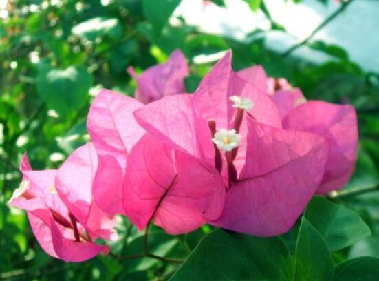 三角梅的养护,教你两种简单养护方法(花期前和花期后)