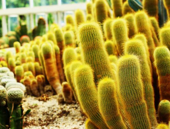 仙人掌适合在室内种植吗,吸收二氧化碳、释放氧气/天然氧吧