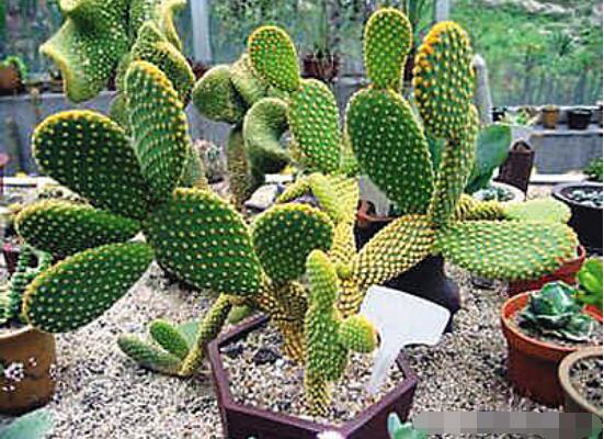 仙人掌适合在室内种植吗,吸收二氧化碳、释放氧气/天然氧吧