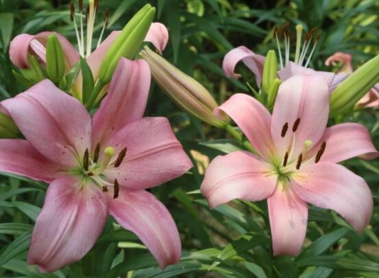 百合花插花瓶怎么养,教你六种基本步骤花开满瓶