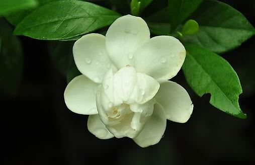 栀子花的种植方法,4种方法种植生命力旺盛
