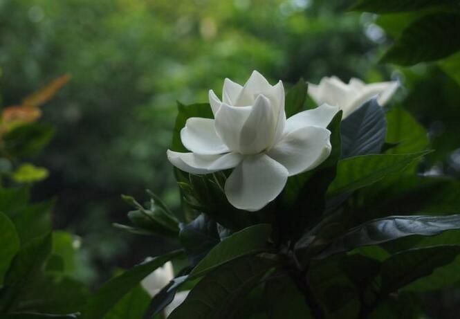 栀子花的种植方法,4种方法种植生命力旺盛