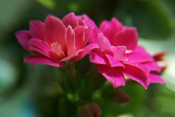 长寿花叶片有斑点是怎么回事,主要是因为病虫害