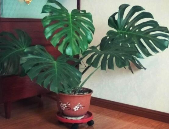龟背竹用高盆还是矮盆,建议以高盆养殖最佳(紫砂盆)