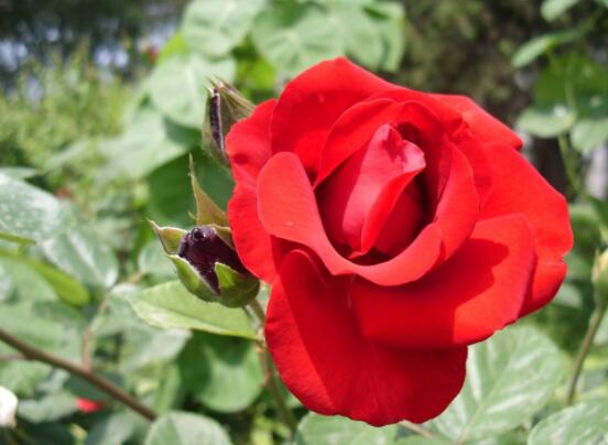 玫瑰花功能与主治：美白护肤、利尿、丰胸、抗病毒