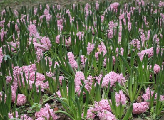 风信子花代表什么意思,代表着永远的怀念、重生的爱