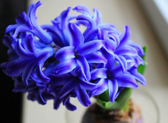 风信子花代表什么意思,代表着永远的怀念、重生的爱