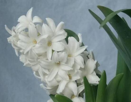 风信子花代表什么意思,代表着永远的怀念、重生的爱