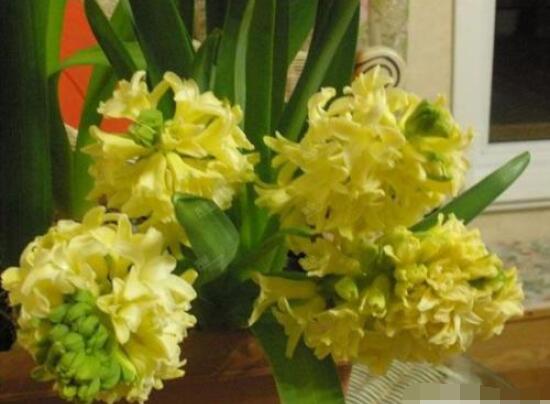 风信子花代表什么意思,代表着永远的怀念、重生的爱