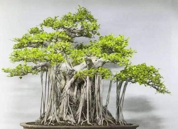榕树的养殖方法,土壤的选择和施肥方法很重要