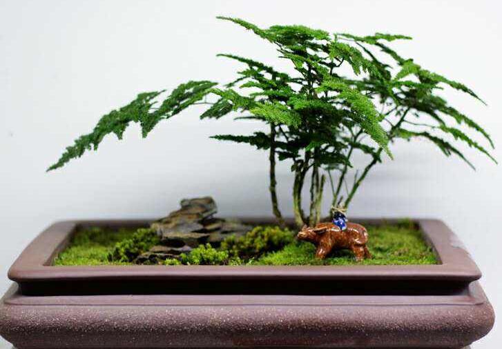 文竹的作用,摆放在家中具有很高的观赏价值