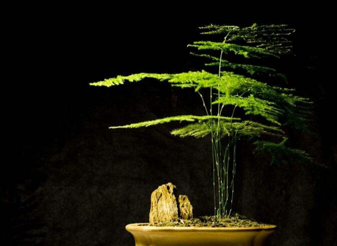 文竹的作用,摆放在家中具有很高的观赏价值
