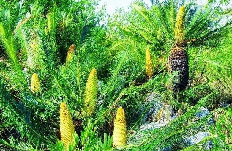 苏铁开花有什么征兆，开花之后是不会死的