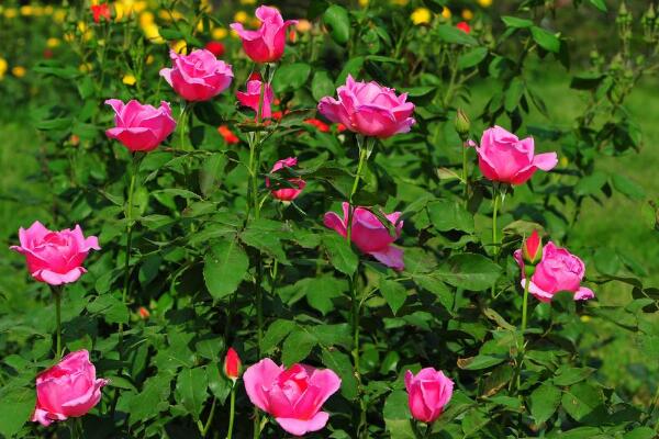 蔷薇花和月季花的区别，细数蔷薇花和月季花的不同之处