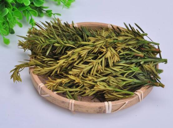红豆杉泡水喝的功效,防癌抗癌、增强免疫力、消炎抑菌