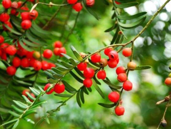 红豆杉泡水喝的功效,防癌抗癌、增强免疫力、消炎抑菌